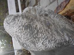 stone4.jpg.jpg